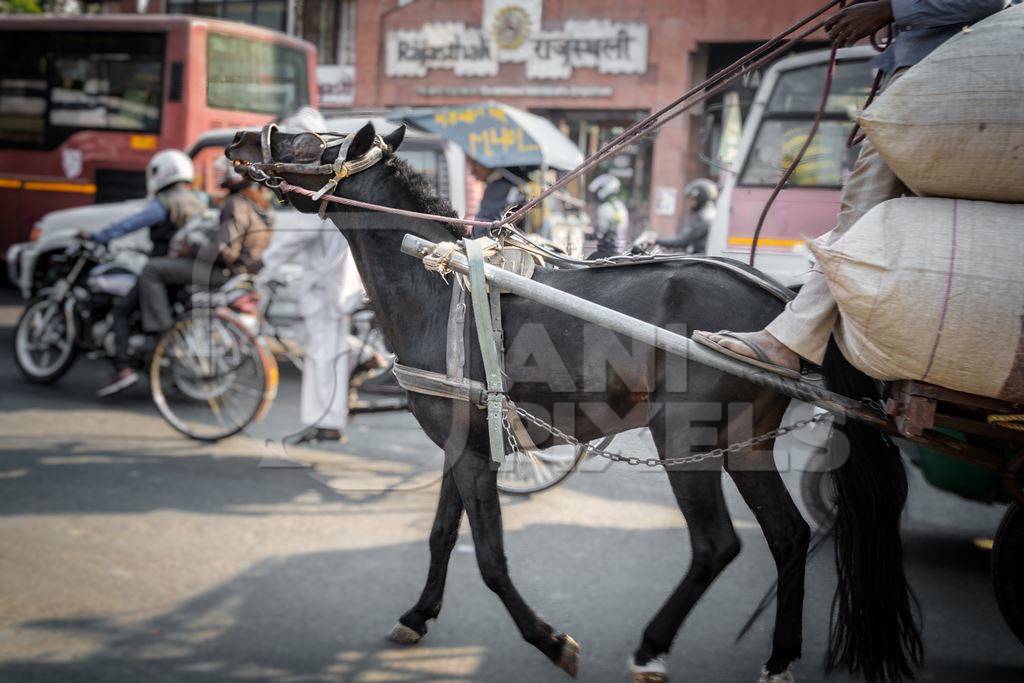 Black horse in harness on road pulling cart in busy street