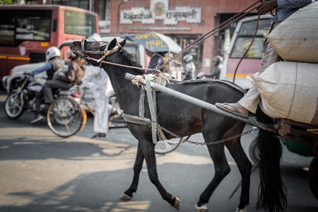 Black horse in harness on road pulling cart in busy street