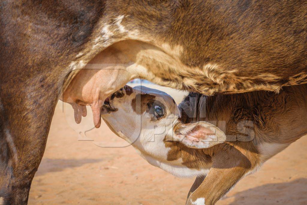 Baby calf suckling milk from mother street cow on beach in Goa in India