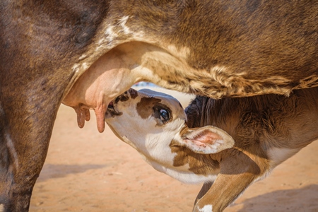 Baby calf suckling milk from mother street cow on beach in Goa in India