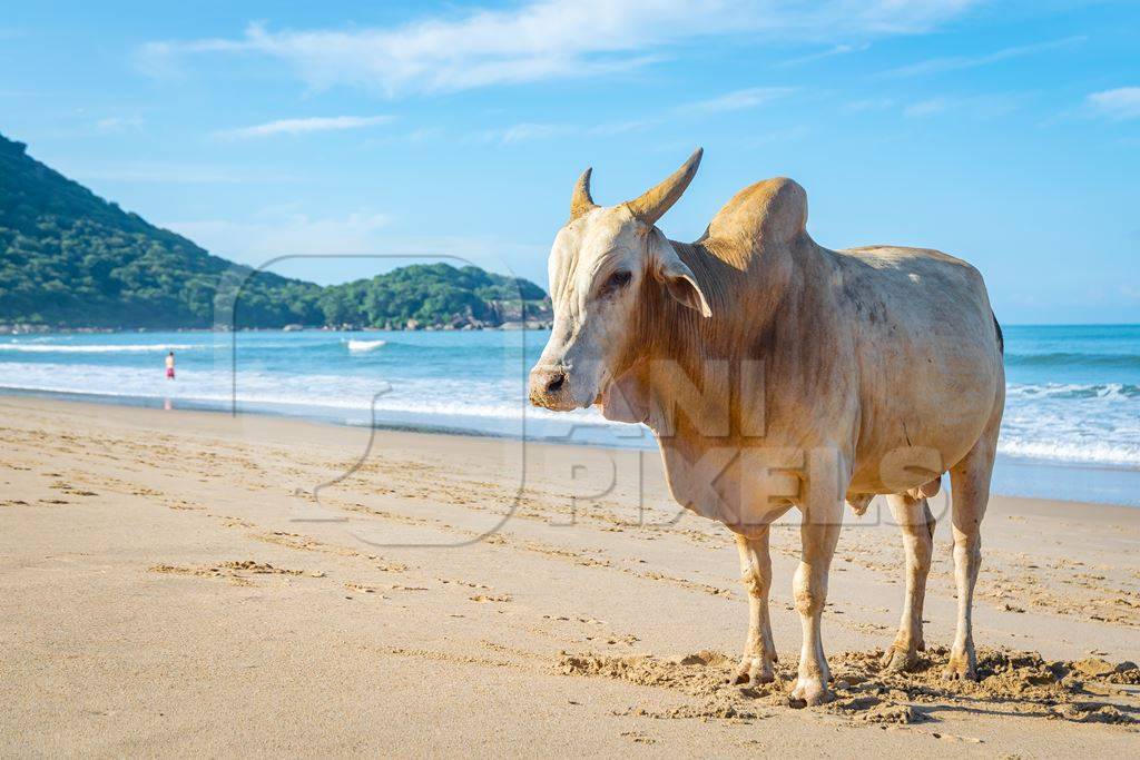 Cow on the beach in Goa, India