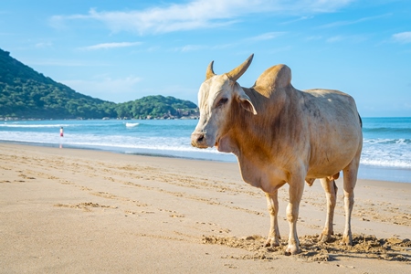 Cow on the beach in Goa, India