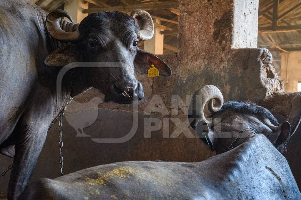 Two farmed Indian buffaloes chained up on an urban dairy farm or tabela, Aarey milk colony, Mumbai, India, 2023