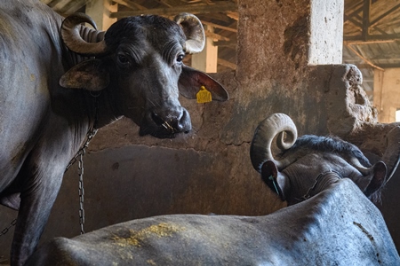 Two farmed Indian buffaloes chained up on an urban dairy farm or tabela, Aarey milk colony, Mumbai, India, 2023