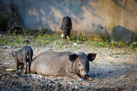 Indian feral pigs and piglets on wasteland in a city in Maharashtra, India, 2022