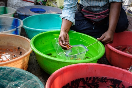 Seller holding goldish in hand at Galiff Street pet market, Kolkata, India, 2022