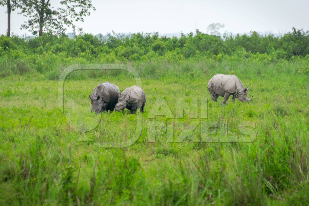 Photo of herd of many Indian one-horned rhinos in landscape with green vegetation in Kaziranga National Park in Assam in India