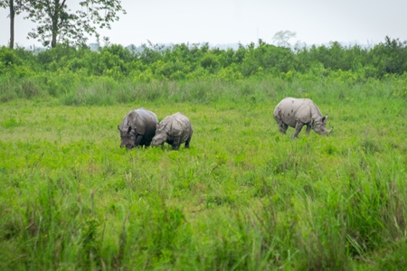 Photo of herd of many Indian one-horned rhinos in landscape with green vegetation in Kaziranga National Park in Assam in India