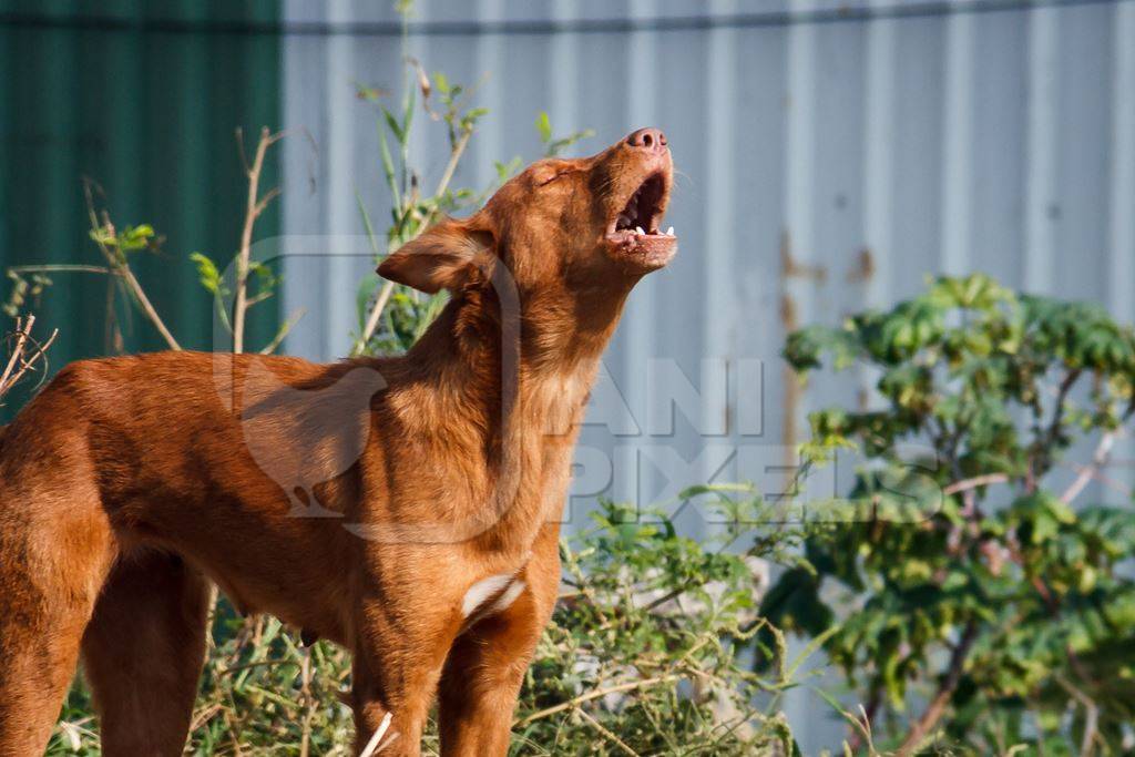 Stray street dog on road barking in Maharashtra