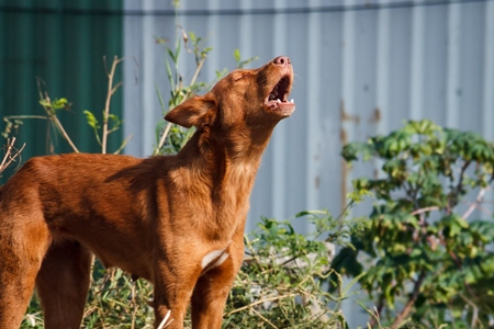 Stray street dog on road barking in Maharashtra