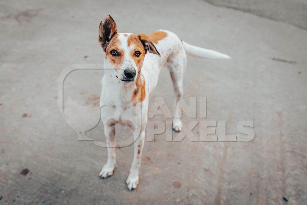 Indian street dog or stray pariah dog on the road in the city of Pune, Maharashtra, India, 2024