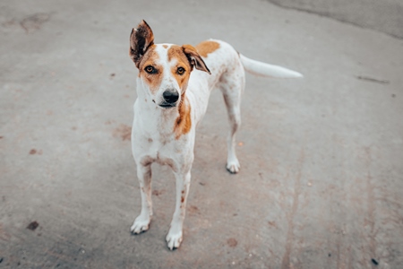 Indian street dog or stray pariah dog on the road in the city of Pune, Maharashtra, India, 2024