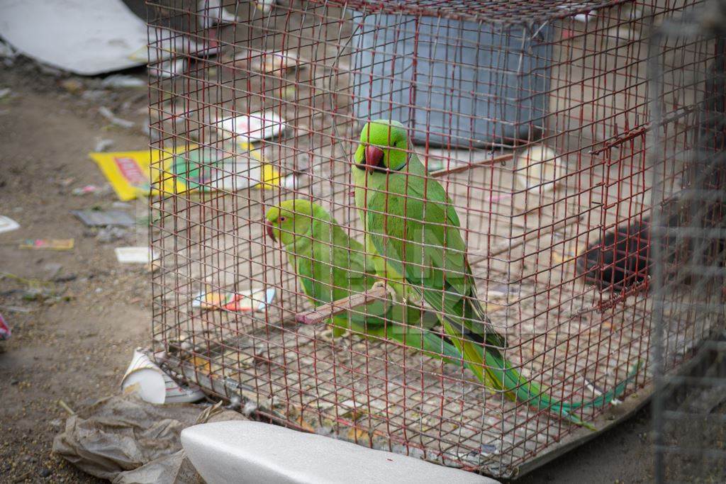 Indian rose-ringed parakeets in cages on sale illegally as pets at Kabootar market in Delhi, India, 2022, in contravention of the Wildlife Protection Act, 1972