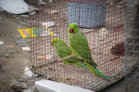 Indian rose-ringed parakeets in cages on sale illegally as pets at Kabootar market in Delhi, India, 2022, in contravention of the Wildlife Protection Act, 1972