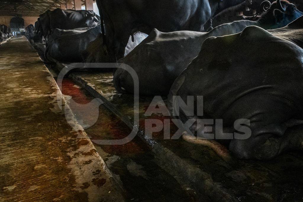 A river of blood flows from a farmed Indian buffalo in a concrete shed on an urban dairy farm or tabela, Aarey milk colony, Mumbai, India, 2023