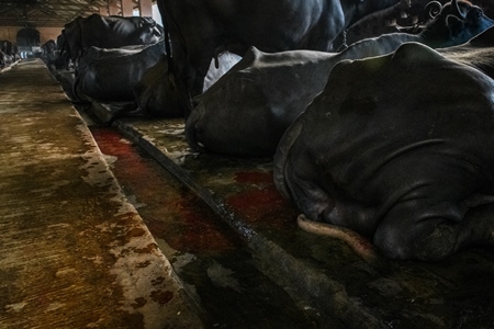 A river of blood flows from a farmed Indian buffalo in a concrete shed on an urban dairy farm or tabela, Aarey milk colony, Mumbai, India, 2023