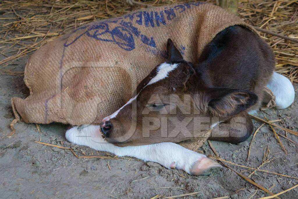 Small brown and white baby calf sleeping covered with a sack at Sonepur cattle fair