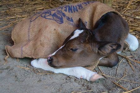 Small brown and white baby calf sleeping covered with a sack at Sonepur cattle fair