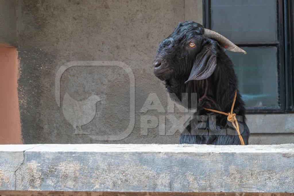 Black goat peeking over wall tied up outside houses waiting for religious slaughter at Eid in an urban city in Maharashtra