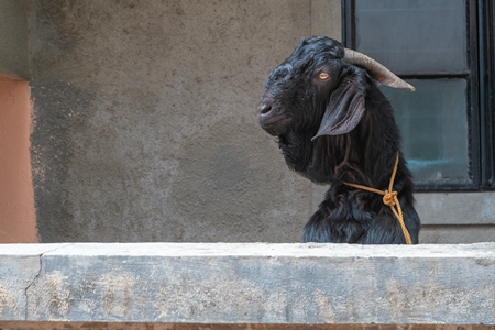 Black goat peeking over wall tied up outside houses waiting for religious slaughter at Eid in an urban city in Maharashtra