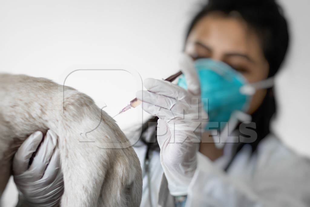 Street dog being vaccinated against rabies with anti rabies injection by veterinary doctor