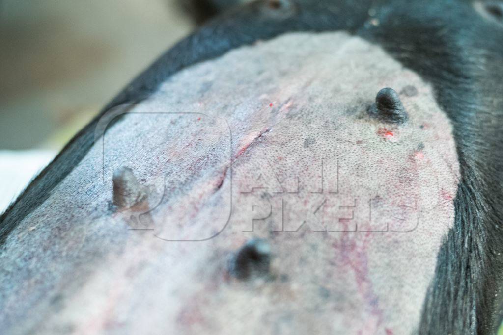 Female Indian street dog with stitches after sterilisation operation