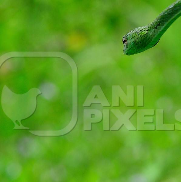Green snake with green background