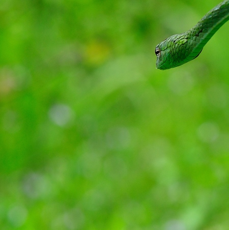 Green snake with green background