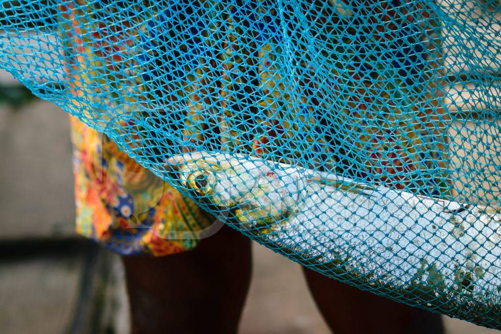 Fish in blue fishing net at the Kochi fishing harbour