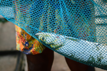 Fish in blue fishing net at the Kochi fishing harbour