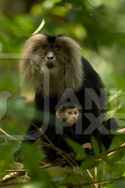 Lion tailed macaque in the forest