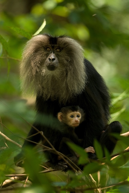 Lion tailed macaque in the forest