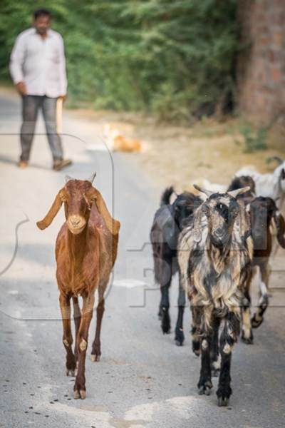 Small herd of goats walking along the road near the Bishnoi villages in rural Rajasthan