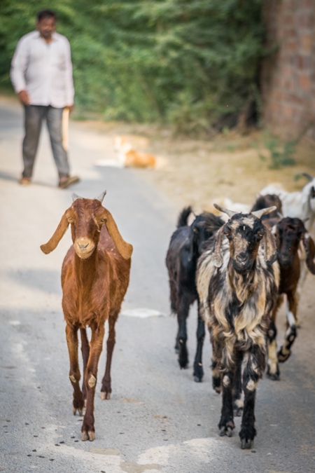 Small herd of goats walking along the road near the Bishnoi villages in rural Rajasthan