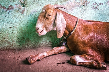 Goat tied up for religious use at Eid festival