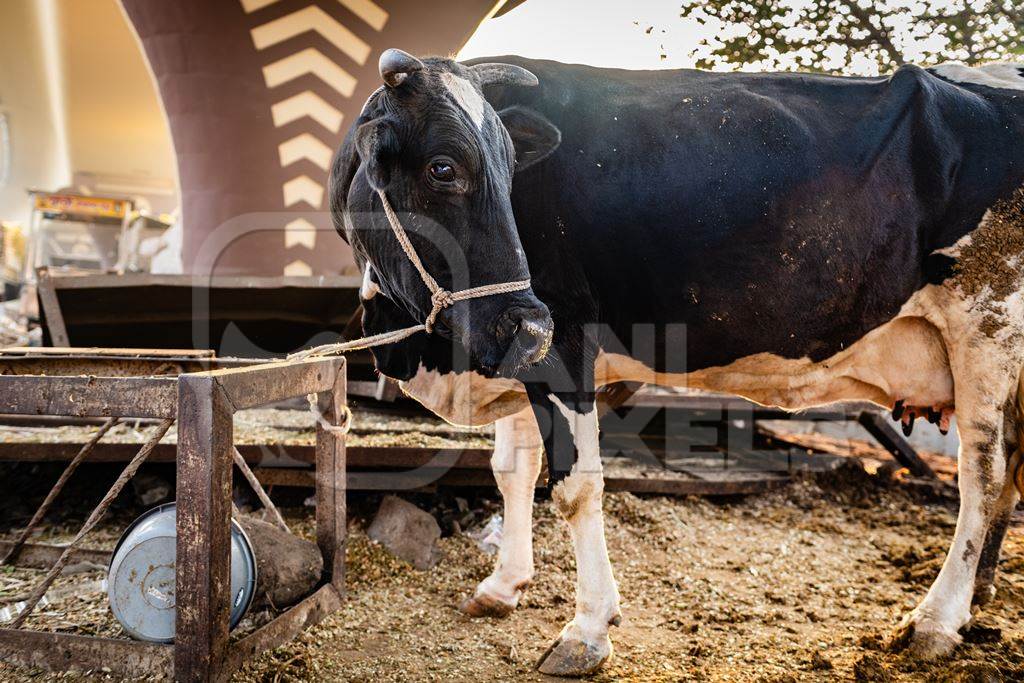 Indian dairy cow on an urban tabela in the divider of a busy road, Pune, Maharashtra, India, 2024