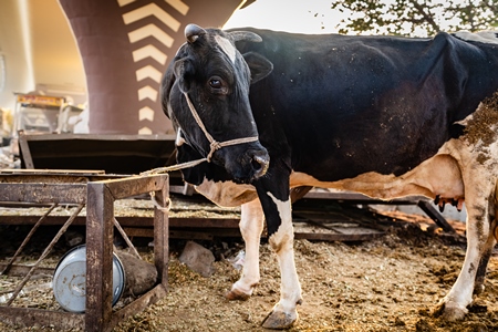 Indian dairy cow on an urban tabela in the divider of a busy road, Pune, Maharashtra, India, 2024