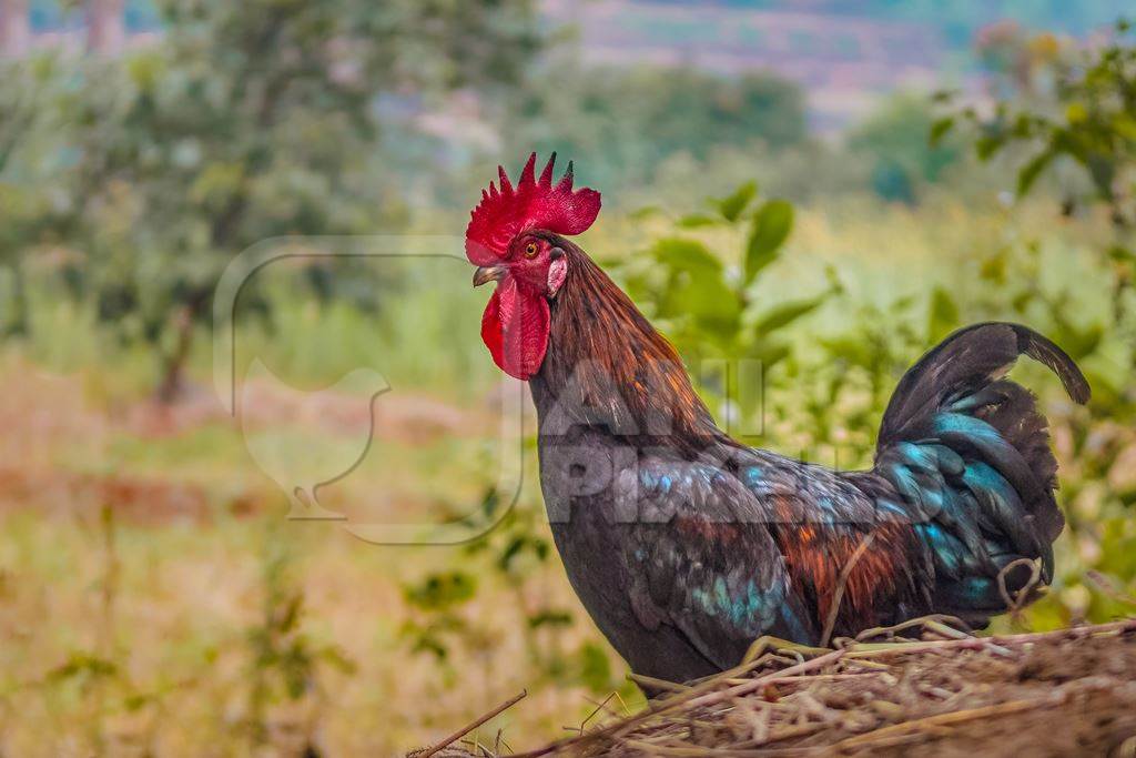 Indian chicken or rooster with green background in a rural village in countryside in Maharashtr, India, 2021