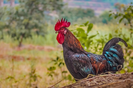 Indian chicken or rooster with green background in a rural village in countryside in Maharashtr, India, 2021