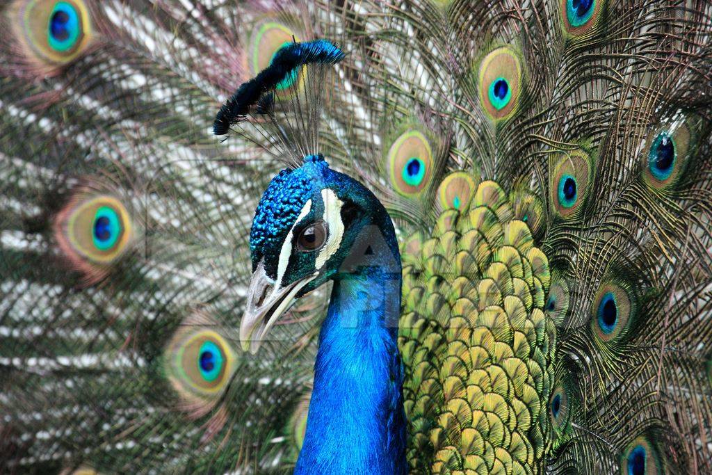Beautiful blue peacock bird fanning his tail