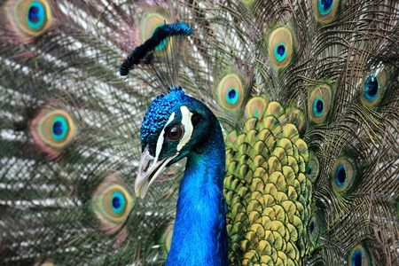 Beautiful blue peacock bird fanning his tail