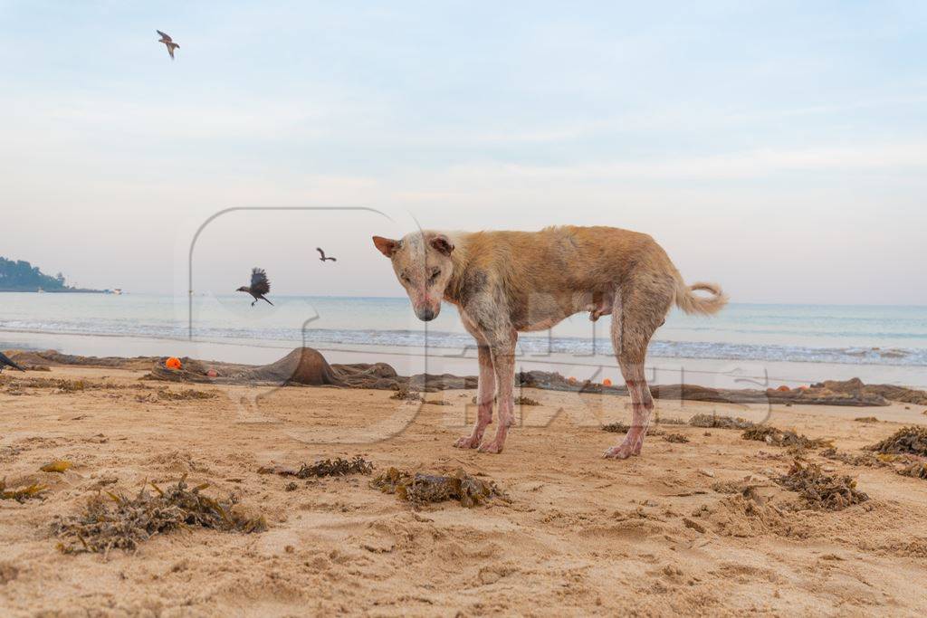 Stray Indian street dog with skin infection or mange on the beach in Maharashtra, India