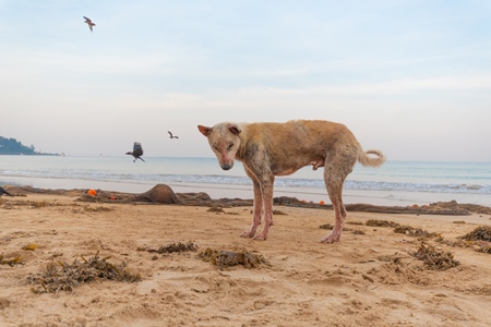 Stray Indian street dog with skin infection or mange on the beach in Maharashtra, India