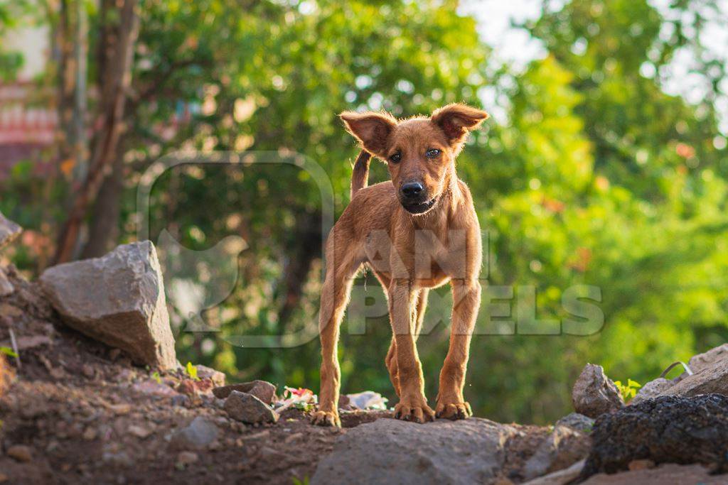 Indian stray or street puppy dog in urban city in Maharashtra, India, 2021