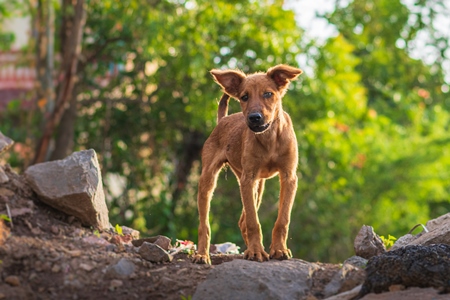 Indian stray or street puppy dog in urban city in Maharashtra, India, 2021