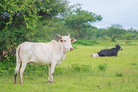 Indian cows or cattle from a dairy farm grazing in a field on the outskirts of a city in Maharashtra in India
