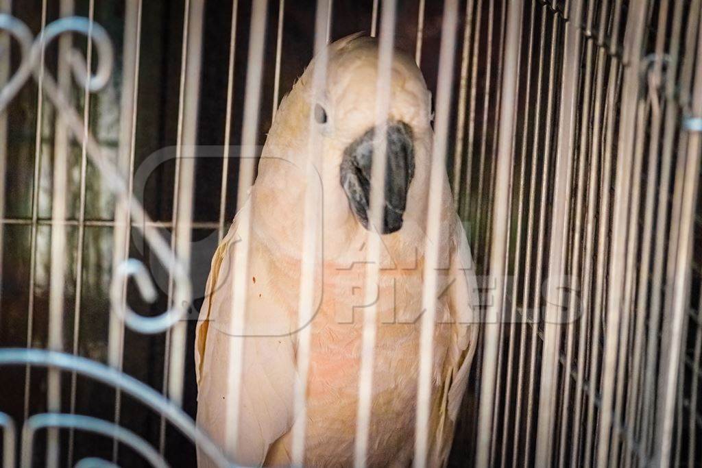 Cockatoo exotic bird on sale as pet in cage at Crawford pet market in Mumbai