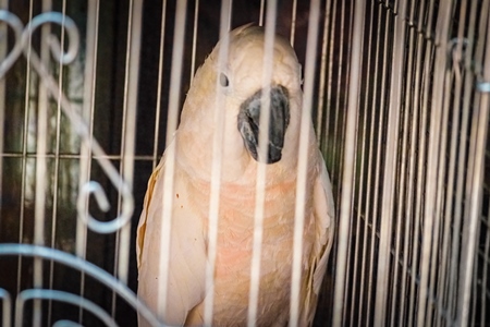 Cockatoo exotic bird on sale as pet in cage at Crawford pet market in Mumbai