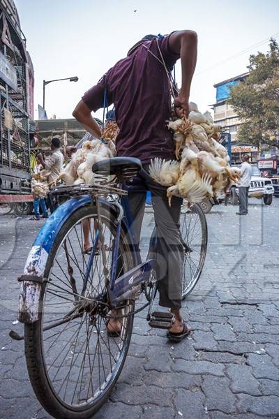 Broiler chickens raised for meat being carried upside down on a bicycle by Crawford meat market in Mumbai