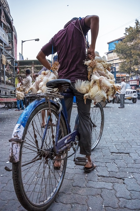 Broiler chickens raised for meat being carried upside down on a bicycle by Crawford meat market in Mumbai